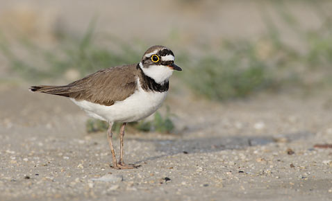 Little Ringed Plover (Charadrius dubius) photo