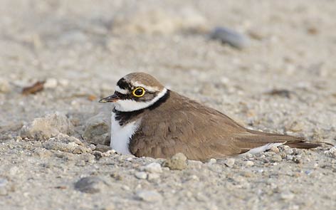 Little Ringed Plover (Charadrius dubius) photo
