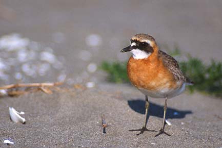 Lesser Sand Plover (Charadrius mongolus) photo image