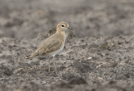 Mountain Plover (Charadrius montanus) photo