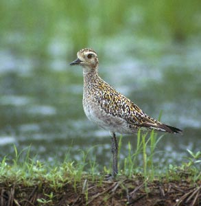 Pacific Golden Plover (Pluvialis fulva) photo image