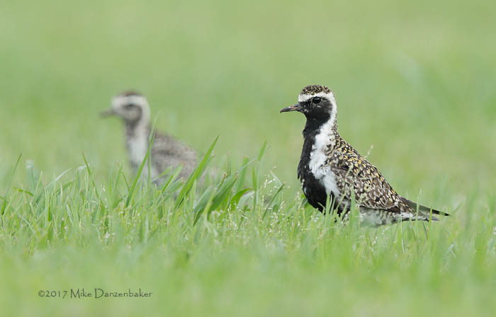 Pacific Golden Plover (Pluvialis fulva) photo