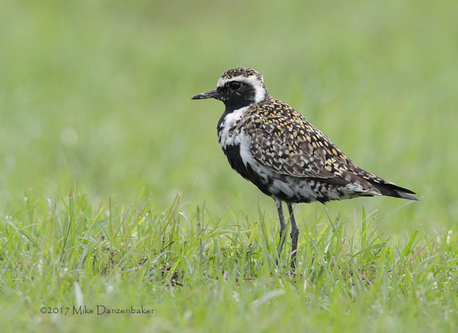 Pacific Golden Plover (Pluvialis fulva) photo