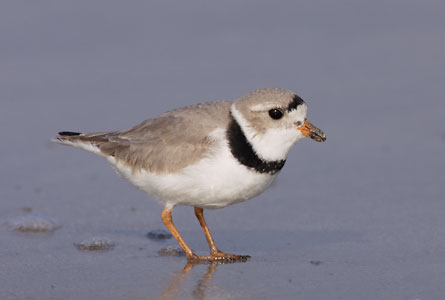 Piping Plover (Charadrius melodus) photo