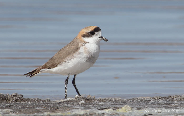 Puna Plover (Charadrius alticola) photo