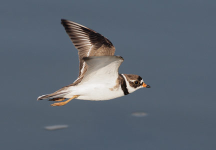 Semipalmated Plover (Charadrius semipalmatus) photo