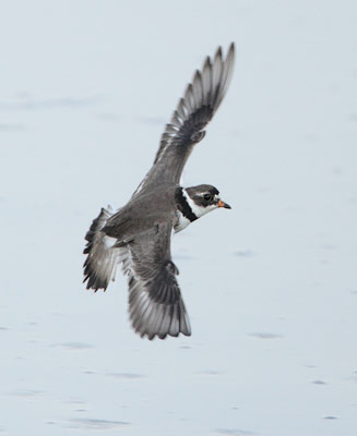 Semipalmated Plover (Charadrius semipalmatus) photo