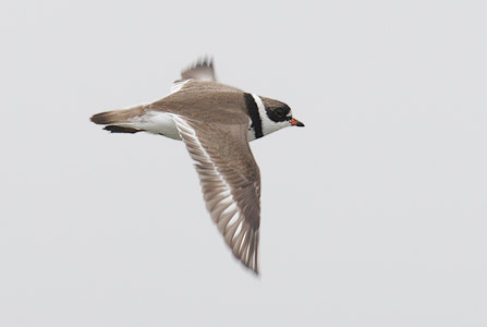Semipalmated Plover (Charadrius semipalmatus) photo