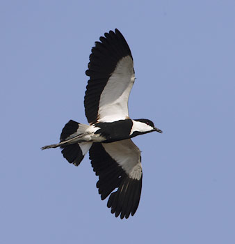 Spur-winged Plover (Vanellus spinosus) photo