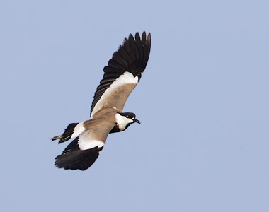 Spur-winged Plover (Vanellus spinosus) photo