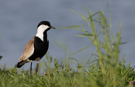 Spur-winged Plover (Vanellus spinosus) photo