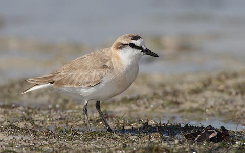 White-fronted Plover (Charadrius marginatus) photo