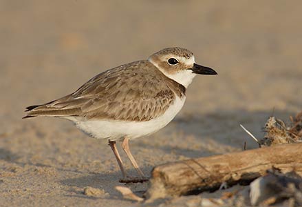 Wilson's Plover (Charadrius wilsonia) photo