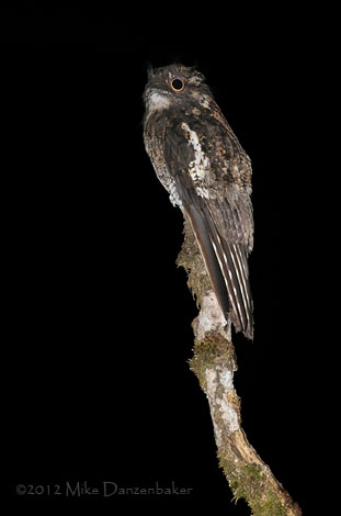 Andean Potoo (Nyctibius maculosus) photo
