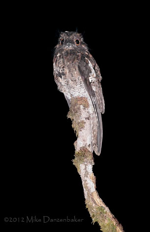 Andean Potoo (Nyctibius maculosus) photo