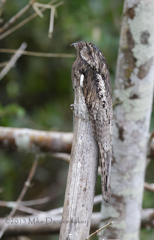 Common Potoo (Nyctibius griseus) photo