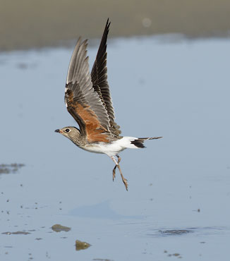 Collared Pratincole (Glareola pratincola) photo