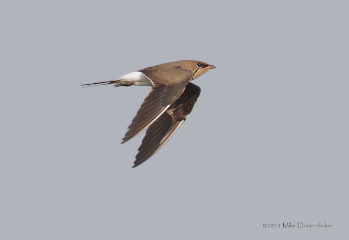 Collared Pratincole (Glareola pratincola) photo