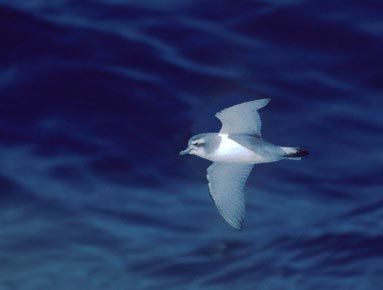 Antarctic Prion (Pachyptila desolata) photo image
