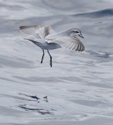 Fairy Prion (Pachyptila turtur) photo
