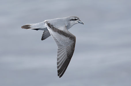 Fairy Prion (Pachyptila turtur) photo