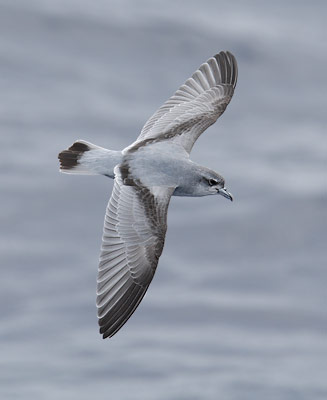 Fairy Prion (Pachyptila turtur) photo