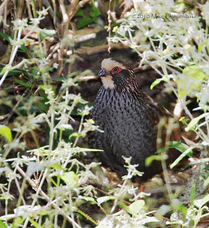 Buffy-crowned Wood-Partridge (Dendrortyx leucophrys) photo