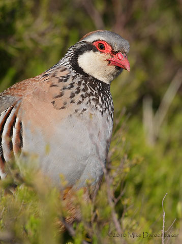 Red-legged Partridge (Alectoris rufa) photo