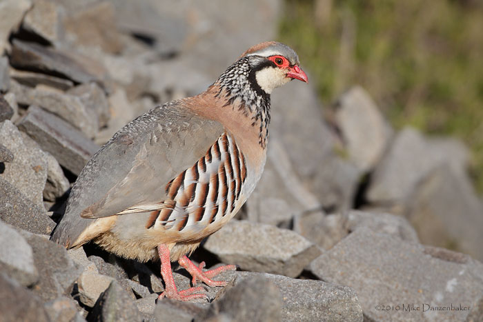 Red-legged Partridge (Alectoris rufa) photo