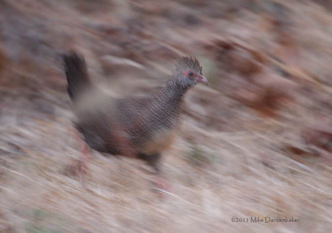 Stone Partridge (Ptilopachus petrosus) photo