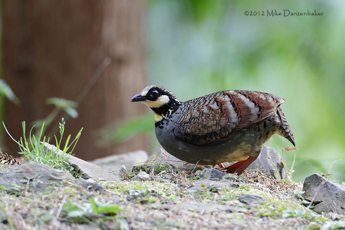Taiwan Partridge (Arborophila crudigularis) photo