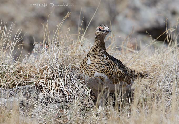 Rock Ptarmigan (Lagopus muta) photo