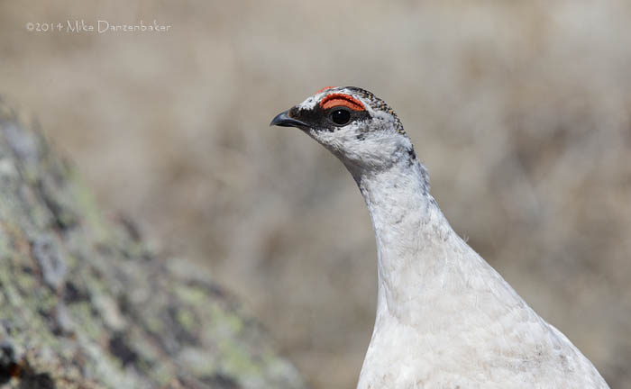 Rock Ptarmigan (Lagopus muta) photo