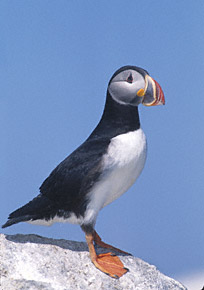 Atlantic Puffin (Fratercula arctica) photo image