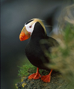 Tufted Puffin (Fratercula cirrhata) photo image