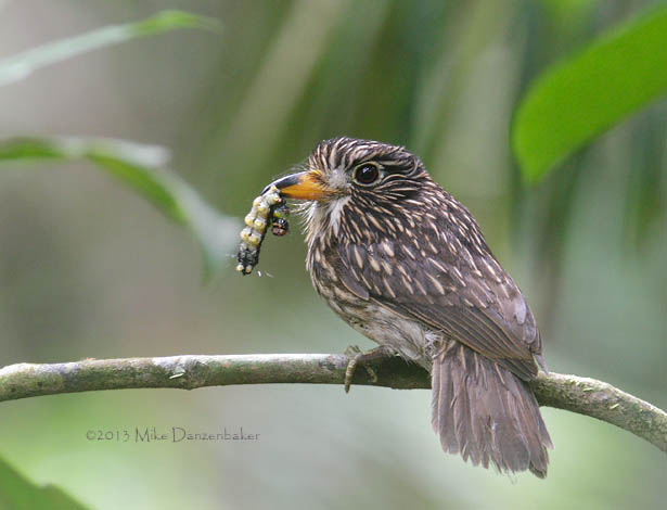 White-chested Puffbird (Malacoptila fusca) photo