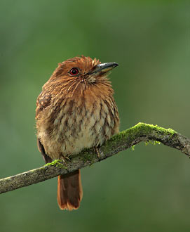 White-whiskered Puffbird (Malacoptila panamensis) photo