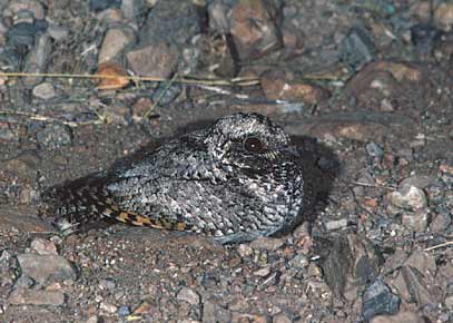 Common Poorwill (Phalaenoptilus nuttallii) photo image