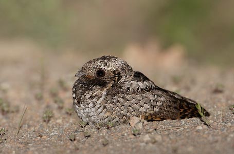 Common Poorwill (Phalaenoptilus nuttallii) photo image