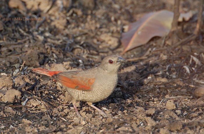 Red-winged Pytilia (Pytilia phoenicoptera) photo