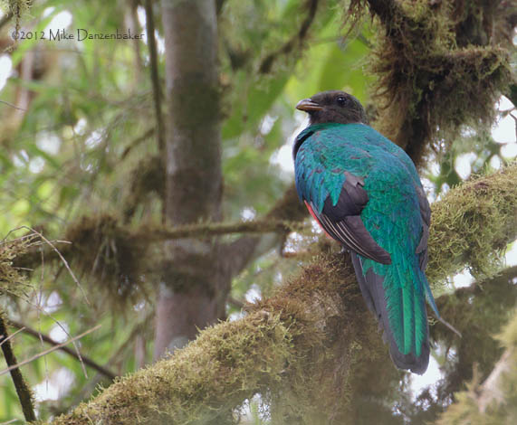 Golden-headed Quetzal (Pharomachrus auriceps) photo