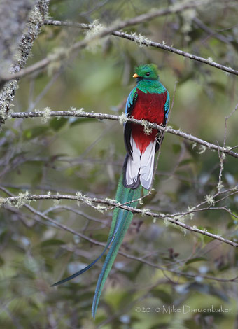 Resplendent Quetzal (Pharomachrus mocinno) photo