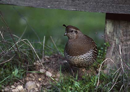California Quail (Callipepla californica) photo image