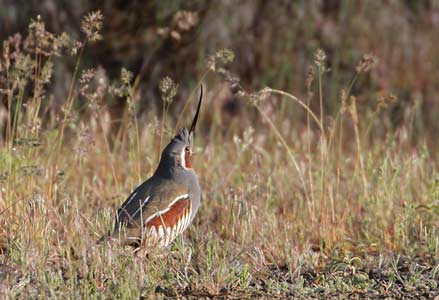 Mountain Quail (Oreortyx pictus) photo