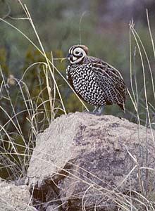Montezuma Quail (Cyrtonyx montezumae) photo image