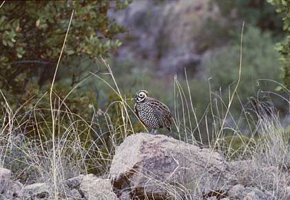 Montezuma Quail (Cyrtonyx montezumae) photo image
