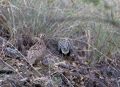 Montezuma Quail (Cyrtonyx montezumae) photo image