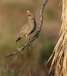 Scaled Quail (Callipepla squamata) photo image