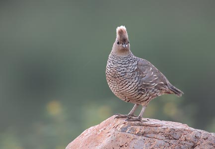Scaled Quail (Callipepla squamata) photo
