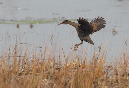 Clapper Rail (Rallus longirostris) photo